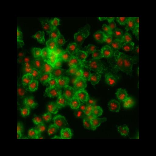  NCBI Organism:Drosophila melanogaster; Cell Types:epithelial cell Cell Components:nucleus, actin filament; Biological process:cellular localization