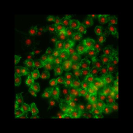  NCBI Organism:Drosophila melanogaster; Cell Types:epithelial cell Cell Components:nucleus, actin filament; Biological process:cellular localization