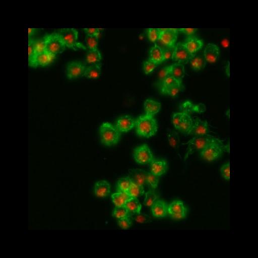  NCBI Organism:Drosophila melanogaster; Cell Types:epithelial cell Cell Components:nucleus, actin filament; Biological process:cellular localization