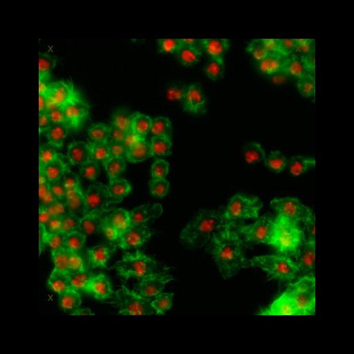  NCBI Organism:Drosophila melanogaster; Cell Types:epithelial cell Cell Components:nucleus, actin filament; Biological process:cellular localization