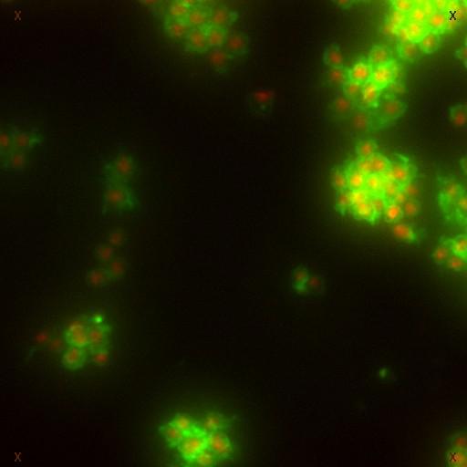  NCBI Organism:Drosophila melanogaster; Cell Types:epithelial cell Cell Components:nucleus, actin filament; Biological process:cellular localization