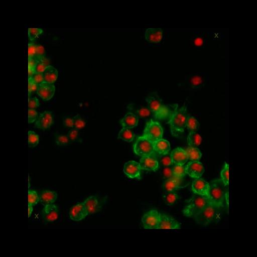  NCBI Organism:Drosophila melanogaster; Cell Types:epithelial cell Cell Components:nucleus, actin filament; Biological process:cellular localization