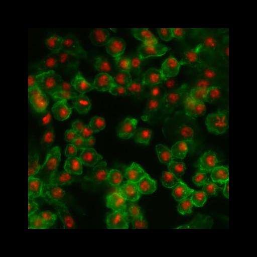  NCBI Organism:Drosophila melanogaster; Cell Types:epithelial cell Cell Components:nucleus, actin filament; Biological process:cellular localization