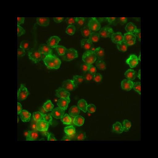  NCBI Organism:Drosophila melanogaster; Cell Types:epithelial cell Cell Components:nucleus, actin filament; Biological process:cellular localization