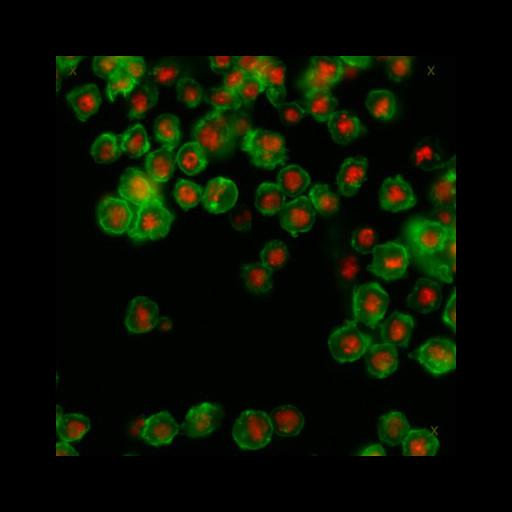  NCBI Organism:Drosophila melanogaster; Cell Types:epithelial cell Cell Components:nucleus, actin filament; Biological process:cellular localization