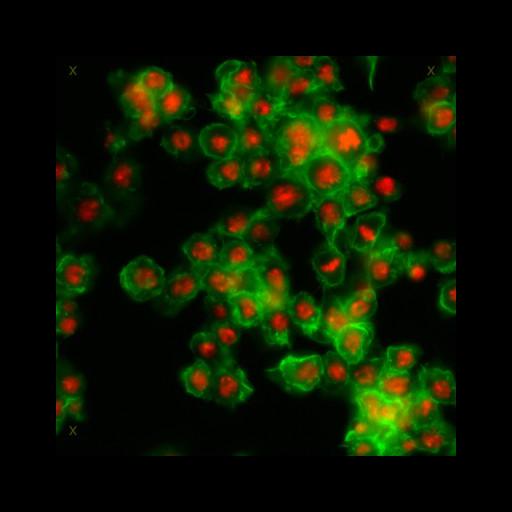  NCBI Organism:Drosophila melanogaster; Cell Types:epithelial cell Cell Components:nucleus, actin filament; Biological process:cellular localization