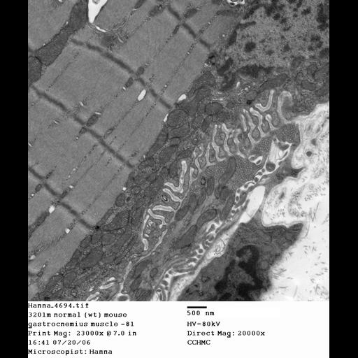  NCBI Organism:Mus musculus; Cell Types:skeletal muscle cell Cell Components:dystroglycan complex Biological process:plasma membrane organization