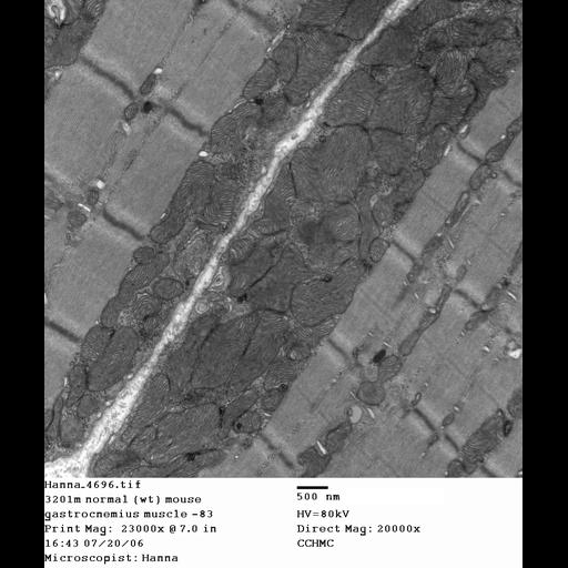  NCBI Organism:Mus musculus; Cell Types:skeletal muscle cell Cell Components:dystroglycan complex Biological process:plasma membrane organization