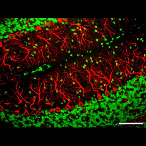  NCBI Organism:Mus musculus; Cell Types:CNS neuron (sensu Vertebrata), Purkinje cell; Cell Components:dendrite, nucleus;