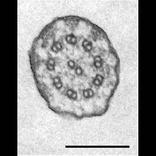  NCBI Organism:Tetrahymena pyriformis; Cell Types:cell by organism, eukaryotic cell, , ; Cell Components:cilium, cilium axoneme; Biological process:cilium axoneme assembly