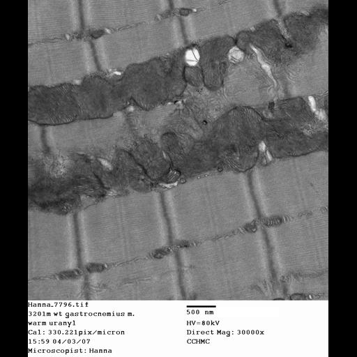  NCBI Organism:Mus musculus; Cell Types:skeletal muscle cell Cell Components:dystroglycan complex Biological process:plasma membrane organization