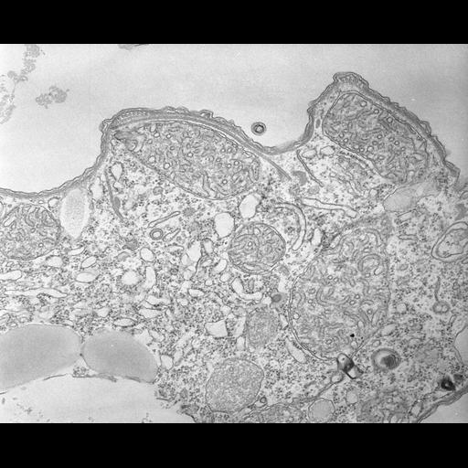  NCBI Organism:Tetrahymena pyriformis; Cell Types:cell by organism, eukaryotic cell, , ; Cell Components:cell cortex, cortical cytoskeleton; Biological process:cortical microtubule organization