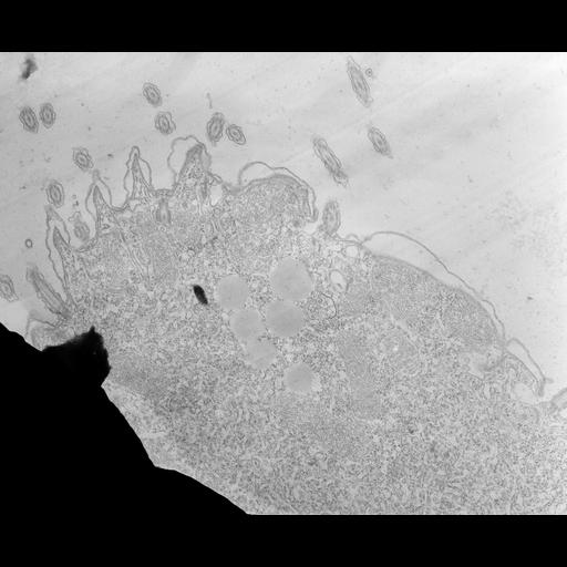  NCBI Organism:Tetrahymena pyriformis; Cell Types:cell by organism, eukaryotic cell, , ; Cell Components:cell cortex, coated pit, plasma membrane; Biological process:cortical cytoskeleton organization, cargo loading into COPII-coated vesicle, clathrin coat assembly;