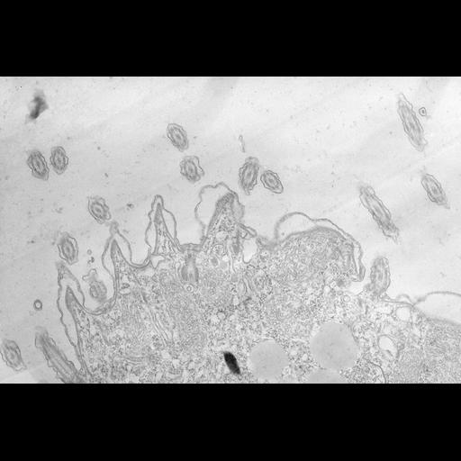  NCBI Organism:Tetrahymena pyriformis; Cell Types:cell by organism, eukaryotic cell, , ; Cell Components:coated pit, plasma membrane, cell cortex; Biological process:cargo loading into COPII-coated vesicle, clathrin coat assembly, cortical cytoskeleton organization;