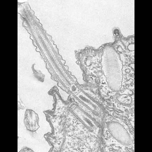  NCBI Organism:Tetrahymena pyriformis; Cell Types:cell by organism, eukaryotic cell, , ; Cell Components:oral apparatus, cilium axoneme, microtubule basal body, cortical microtubule; Biological process:oral apparatus organization, microtubule basal body organization, cilium axoneme assembly, ;