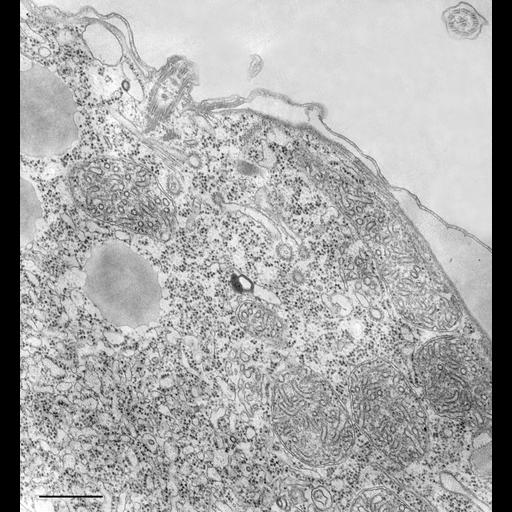  NCBI Organism:Tetrahymena pyriformis; Cell Types:cell by organism, eukaryotic cell, , ; Cell Components:cell cortex, coated pit, plasma membrane; Biological process:cortical cytoskeleton organization, clathrin coat assembly, cargo loading into COPII-coated vesicle;