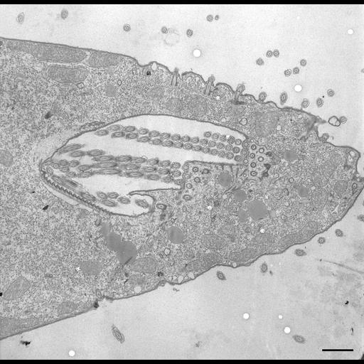  NCBI Organism:Tetrahymena pyriformis; Cell Types:cell by organism, eukaryotic cell, , ; Cell Components:oral apparatus, cilium; Biological process:oral apparatus organization, ciliary cell motility, ;