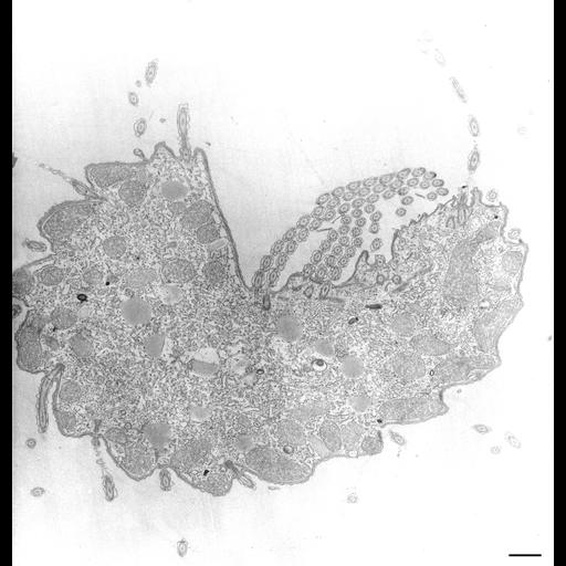  NCBI Organism:Tetrahymena pyriformis; Cell Types:cell by organism, eukaryotic cell, , ; Cell Components:oral apparatus Biological process:oral apparatus organization