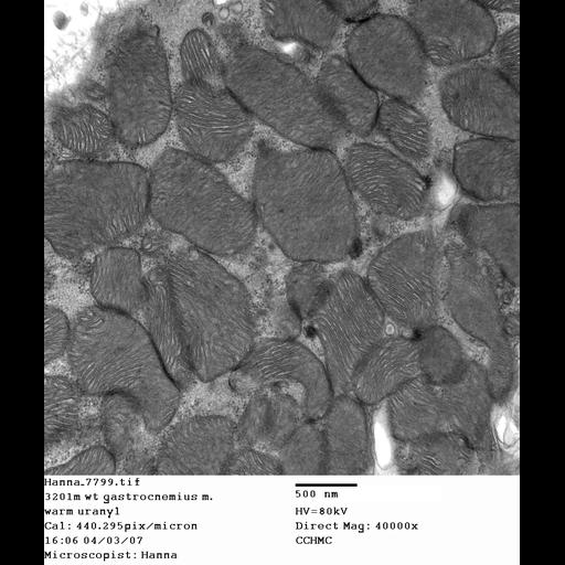  NCBI Organism:Mus musculus; Cell Types:skeletal muscle cell Cell Components:dystroglycan complex Biological process:plasma membrane organization