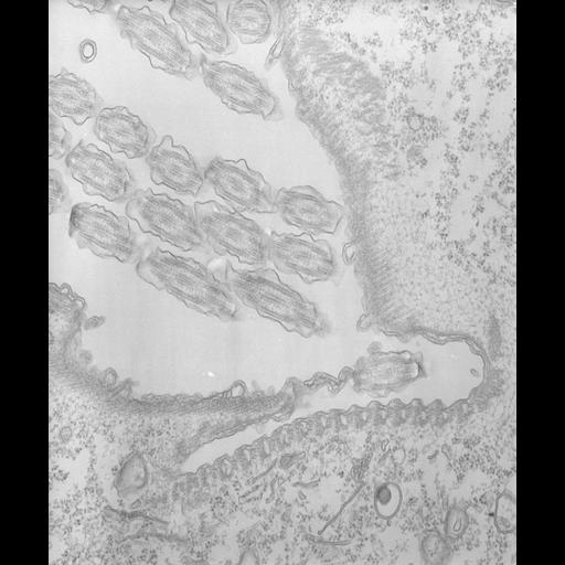  NCBI Organism:Tetrahymena pyriformis; Cell Types:cell by organism, eukaryotic cell, , ; Cell Components:oral apparatus Biological process:oral apparatus organization