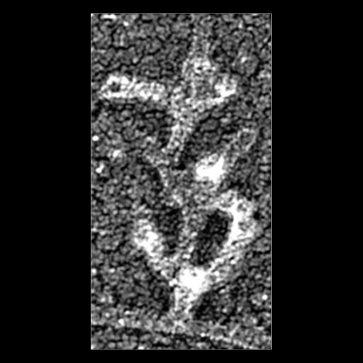  Cell Components:actin cytoskeleton Biological process:, ;