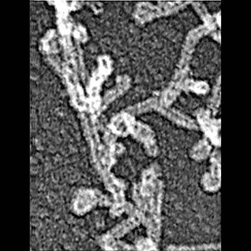  Cell Components:actin cytoskeleton Biological process:, , actin filament organization;