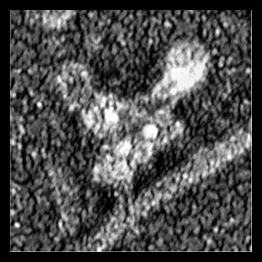  Cell Components:actin cytoskeleton, Arp2/3 protein complex; Biological process:, ;