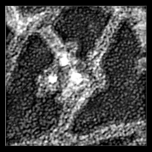  Cell Components:actin cytoskeleton, Arp2/3 protein complex; Biological process:, ;