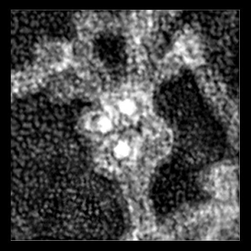  Cell Components:actin cytoskeleton, Arp2/3 protein complex; Biological process:, ;