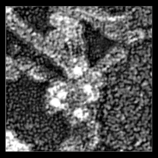  Cell Components:actin cytoskeleton, Arp2/3 protein complex; Biological process:, ;