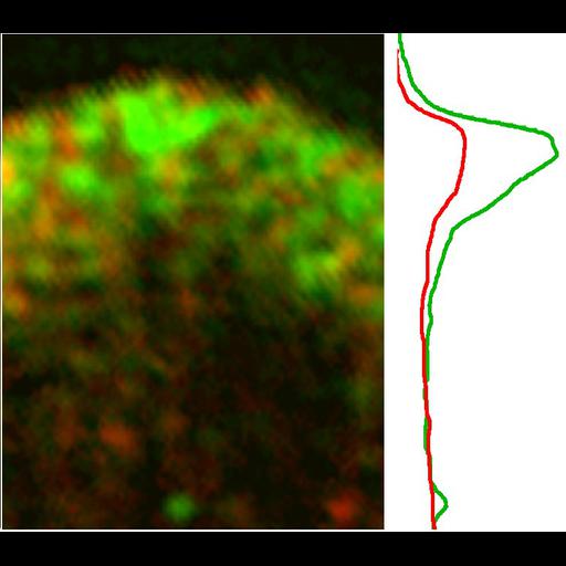  NCBI Organism:Xenopus laevis; Cell Types:fibroblast Cell Components:lamellipodium, actin cytoskeleton, Arp2/3 protein complex; Biological process:cellular localization