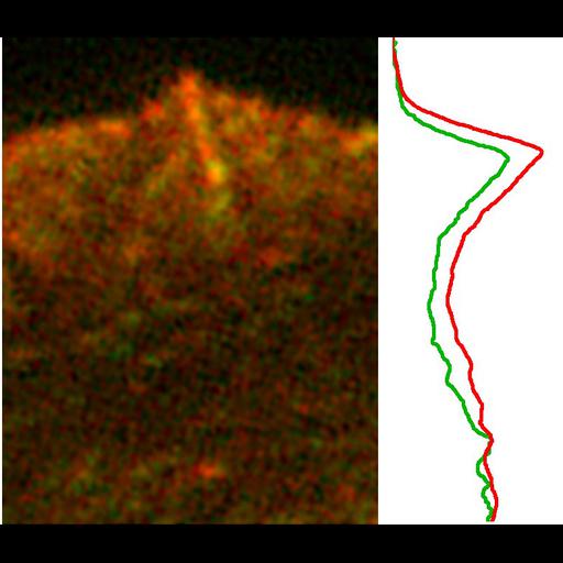  NCBI Organism:Homo sapiens; Cell Types:fibroblast Cell Components:lamellipodium, actin cytoskeleton, ; Biological process:cellular localization