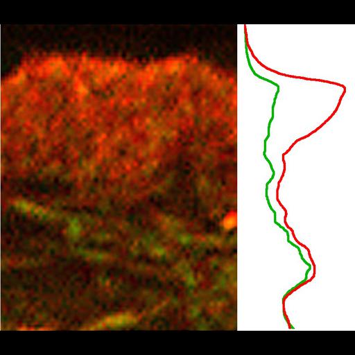  NCBI Organism:Xenopus laevis; Cell Types:fibroblast Cell Components:lamellipodium, actin cytoskeleton, ; Biological process:cellular localization