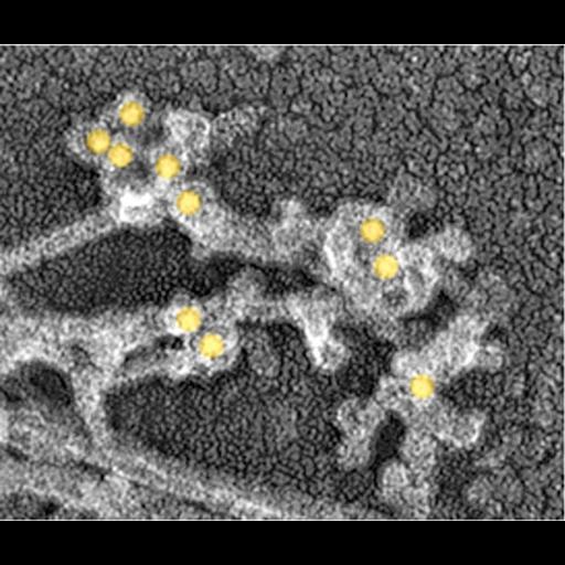  NCBI Organism:Xenopus laevis; Cell Types:fibroblast Cell Components:actin cytoskeleton, Arp2/3 protein complex, ; Biological process:, , actin filament organization;