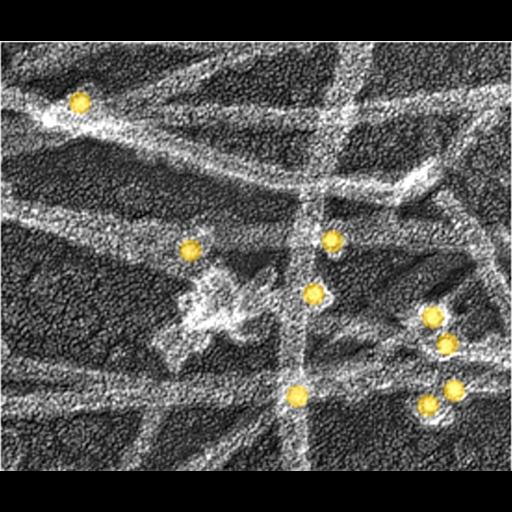  NCBI Organism:Homo sapiens; Cell Types:fibroblast Cell Components:actin cytoskeleton, , ;