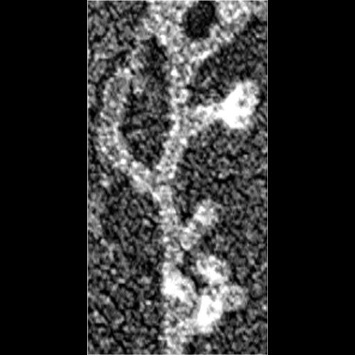  Cell Components:actin cytoskeleton