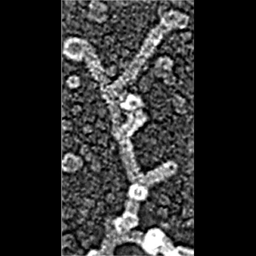  Cell Components:actin cytoskeleton