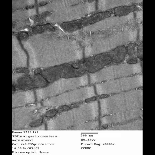  NCBI Organism:Mus musculus; Cell Types:skeletal muscle cell Cell Components:dystroglycan complex Biological process:plasma membrane organization