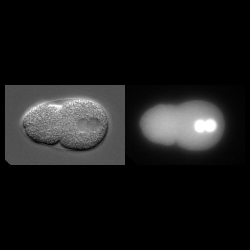  NCBI Organism:Caenorhabditis elegans; Cell Types:early embryonic cell Cell Components:nucleus, Cdc48p-Npl4p-Ufd1p AAA ATPase complex; Biological process:mitosis, cell division, nucleus organization;