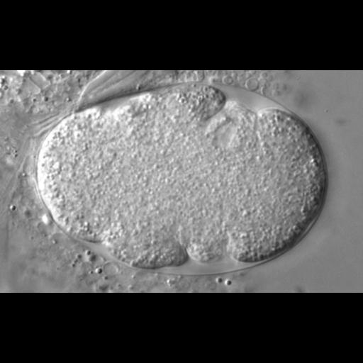  NCBI Organism:Caenorhabditis elegans; Cell Types:early embryonic cell Cell Components:nucleus, Cdc48p-Npl4p-Ufd1p AAA ATPase complex; Biological process:mitosis, cell division, nucleus organization;