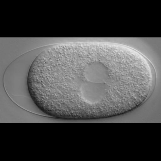  NCBI Organism:Caenorhabditis elegans; Cell Types:early embryonic cell Cell Components:nucleus, Cdc48p-Npl4p-Ufd1p AAA ATPase complex; Biological process:mitosis, cell division, nucleus organization;