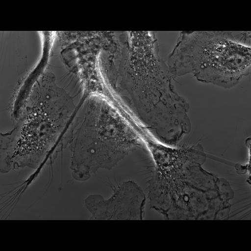  NCBI Organism:Mus musculus; Cell Types:macrophage Cell Components:ruffle membrane Biological process:cell motility