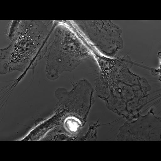  NCBI Organism:Mus musculus; Cell Types:macrophage Cell Components:ruffle membrane Biological process:cell motility