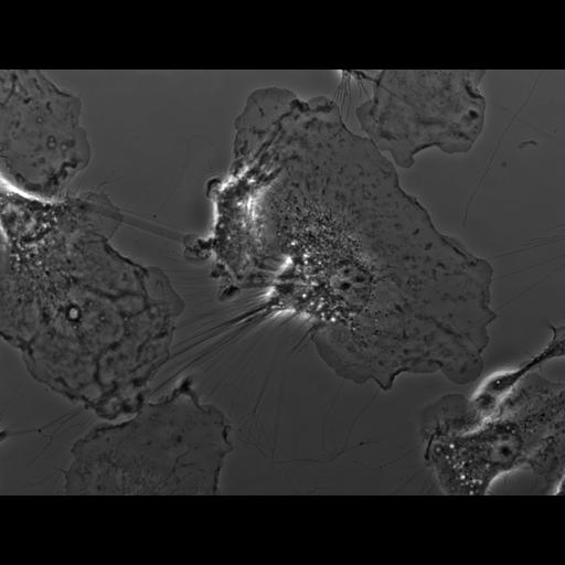  NCBI Organism:Mus musculus; Cell Types:macrophage Cell Components:ruffle membrane Biological process:cell motility