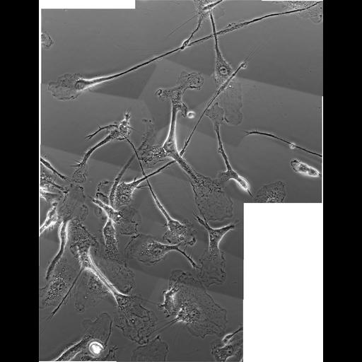  NCBI Organism:Mus musculus; Cell Types:macrophage Cell Components:ruffle membrane Biological process:cell motility