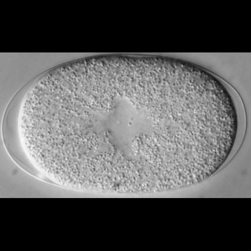  NCBI Organism:Caenorhabditis elegans; Cell Types:early embryonic cell Cell Components:nucleus, Cdc48p-Npl4p-Ufd1p AAA ATPase complex; Biological process:mitosis, cell division, nucleus organization;