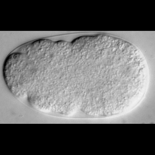  NCBI Organism:Caenorhabditis elegans; Cell Types:early embryonic cell Cell Components:nucleus, Cdc48p-Npl4p-Ufd1p AAA ATPase complex; Biological process:mitosis, cell division, nucleus organization;