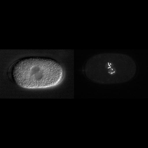  NCBI Organism:Caenorhabditis elegans; Cell Types:early embryonic cell Cell Components:nucleus, nucleosome; Biological process:mitosis, cell division, nucleus organization;