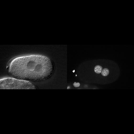  NCBI Organism:Caenorhabditis elegans; Cell Types:early embryonic cell Cell Components:nucleus, nucleosome, Cdc48p-Npl4p-Ufd1p AAA ATPase complex; Biological process:mitosis, cell division, nucleus organization;