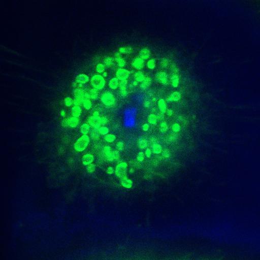  NCBI Organism:Homo sapiens; Cell Components:, spindle, condensed chromosome; Biological process:mitosis